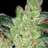 Vision Seeds Gouda's Grass AKA Cheese